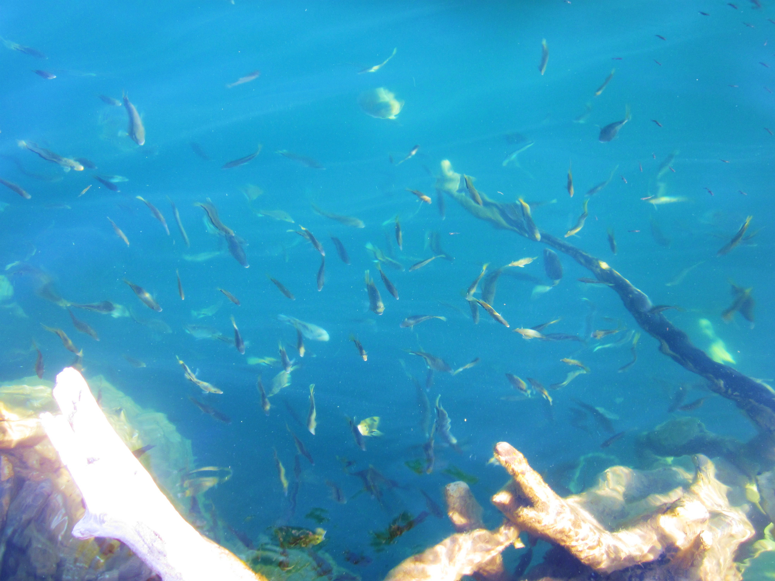 En el Cenote Azul, Bacalar, Q. Roo. - panoramio.jpg